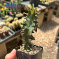 Euphorbia ingens monstrose - Live Rooted Succulent Plant - Unique Variegated Cactus - Drought-Tolerant Indoor/Outdoor Decor