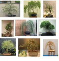Willow Bonsai Bundle - 9 Types - Exotic Rare Varieties - Salix spp.