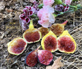 Live Fig Trees - 8 Cold Hardy Varieties - Instant Orchard - Ficus carica - Perfect for Home Gardens and Outdoor Planting