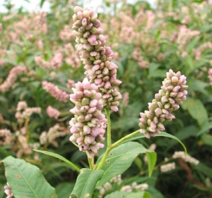 Pinkweed Seeds 50 Count - Smartweed - Persicaria pensylvanica - Ideal for Planting and Garden Use