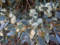 Eucalyptus Seeds - 50 Moot Perennial Flower Seeds - Eucalyptus spp. - US Seller