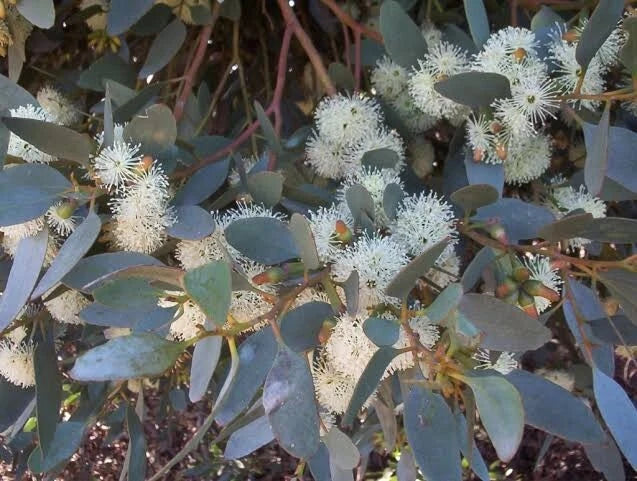 Eucalyptus Seeds - 50 Moot Perennial Flower Seeds - Eucalyptus spp. - US Seller