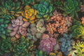 Succulent Seeds Mix - 100 Echeveria Species - Variety Pack for Gardening