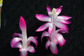 Christmas Cactus Starter Plant - Proud Mary - Schlumbergera Truncata - Healthy Well-Rooted Plant for Home Decor or Gifting