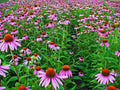 Echinacea Seeds - 100+ Fresh Herb Flower Seeds - Purple Coneflower (Echinacea purpurea)