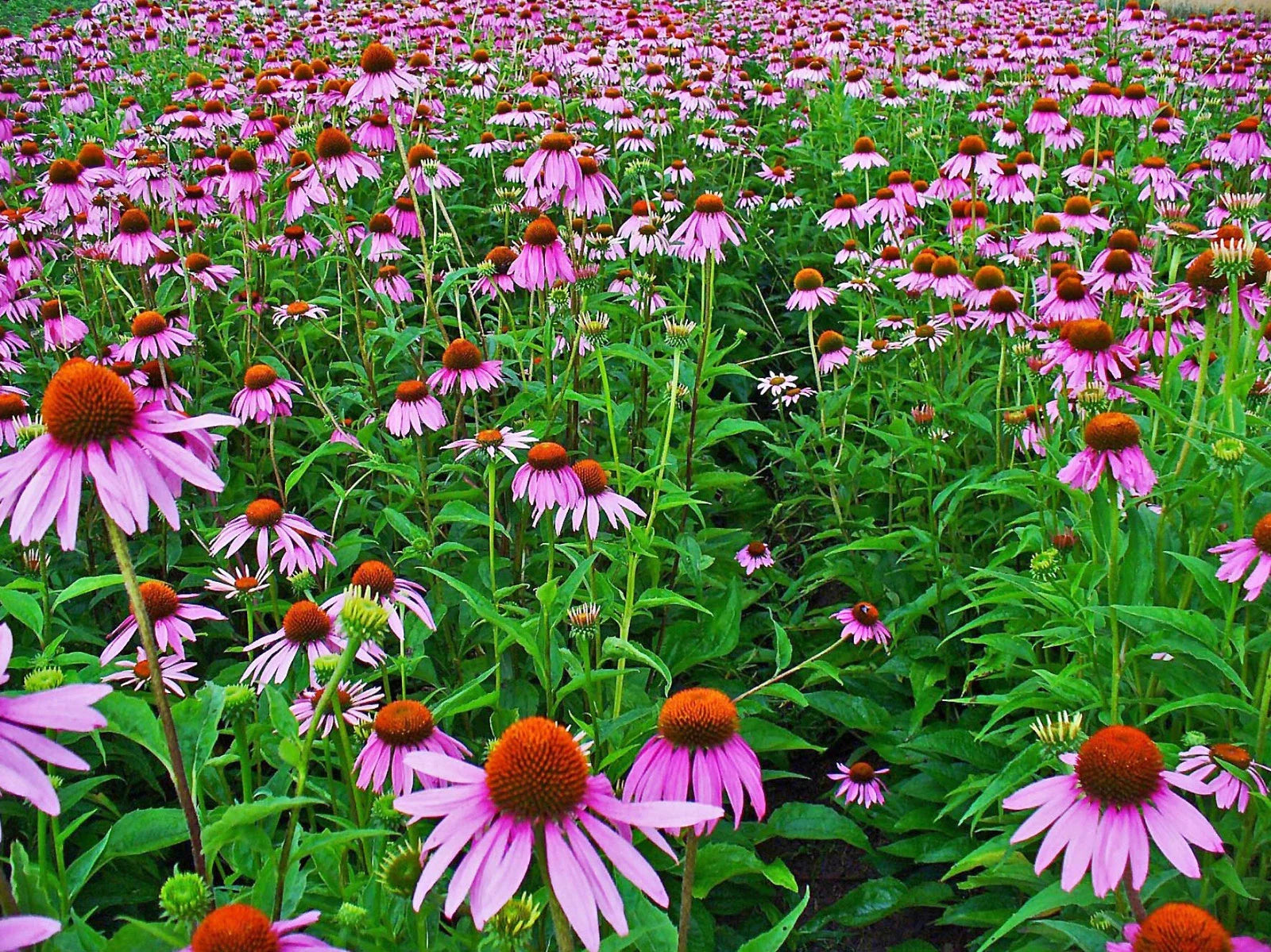 Echinacea Seeds - 100+ Fresh Herb Flower Seeds - Purple Coneflower (Echinacea purpurea)