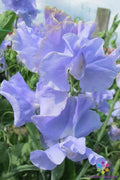 Chris Harrod Sweet Pea Seeds - 50+ Pack for Garden Planting - Lathyrus odoratus - USA - Free Shipping