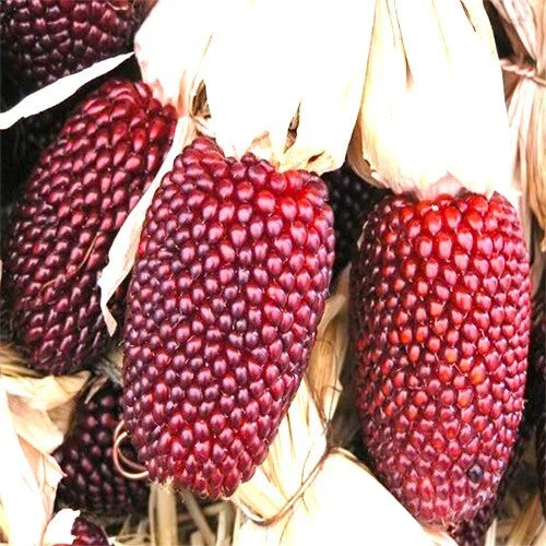 Strawberry Popcorn Corn Seeds - Heirloom Non-GMO Variety - Zea mays everta