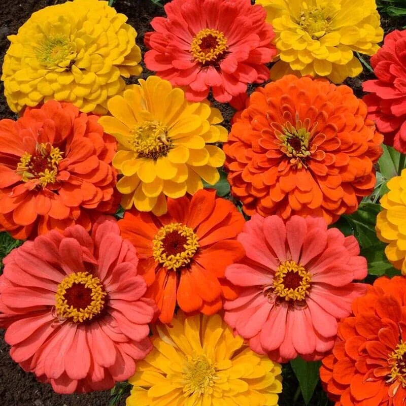 Zinnia Seeds Mix, Fruity Beauty Variety, 25 Count, Colorful Annuals for Garden, Zinnia elegans