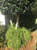 Ornamental Asparagus Fern 4” Pot Trailing Houseplant Asparagus aethiopicus Bareroot Shipped USPS 12” Long