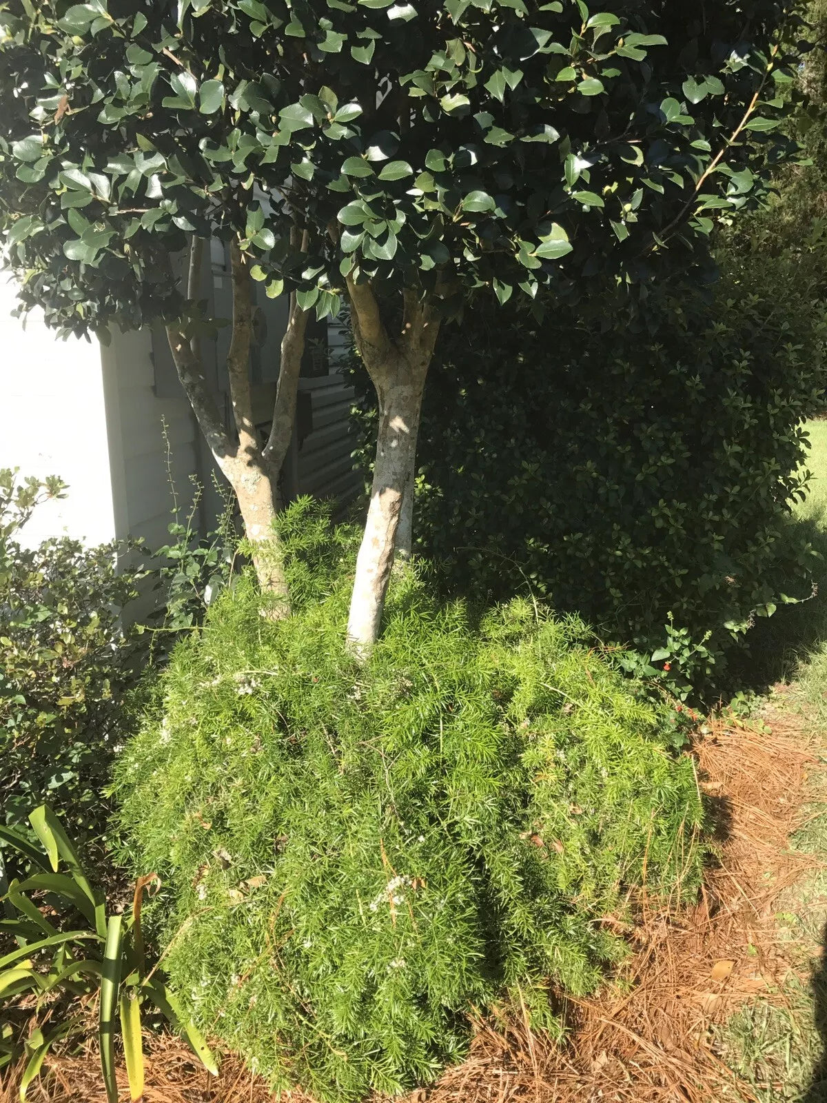 Ornamental Asparagus Fern 4” Pot Trailing Houseplant Asparagus aethiopicus Bareroot Shipped USPS 12” Long
