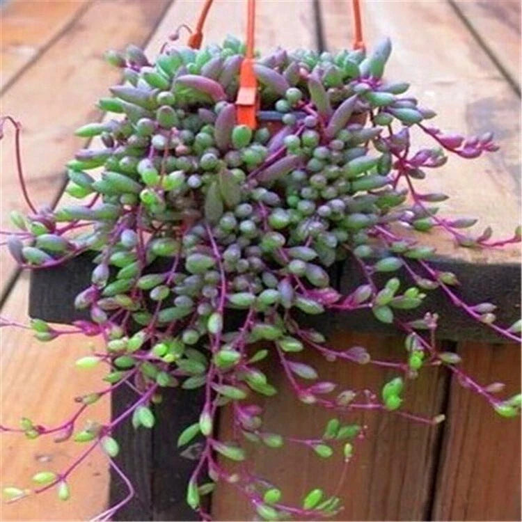 Othonna Capensis Ruby Necklace Succulent Cuttings - 4 Pieces, Each 3-4" Long - Hanging Plant, Easy Care Indoor Decor