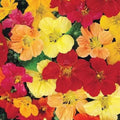 Nasturtium Seeds - DOUBLE GLEAM Heirloom Edible Pollinator Attractor - Non-GMO, 20 Seeds