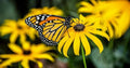 Black Eye Susan Seeds - 50+ Fresh Yellow Daisy Flower Seeds - Rudbeckia hirta