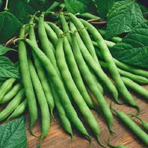 Premium Heirloom Seed - Bush Blue Lake Variety - Fresh Green Beans - Phaseolus vulgaris