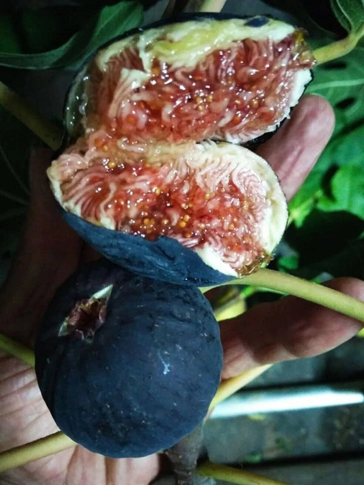 Black Madeira Fig Cutting - 1P Unrooted Plant - Ficus carica