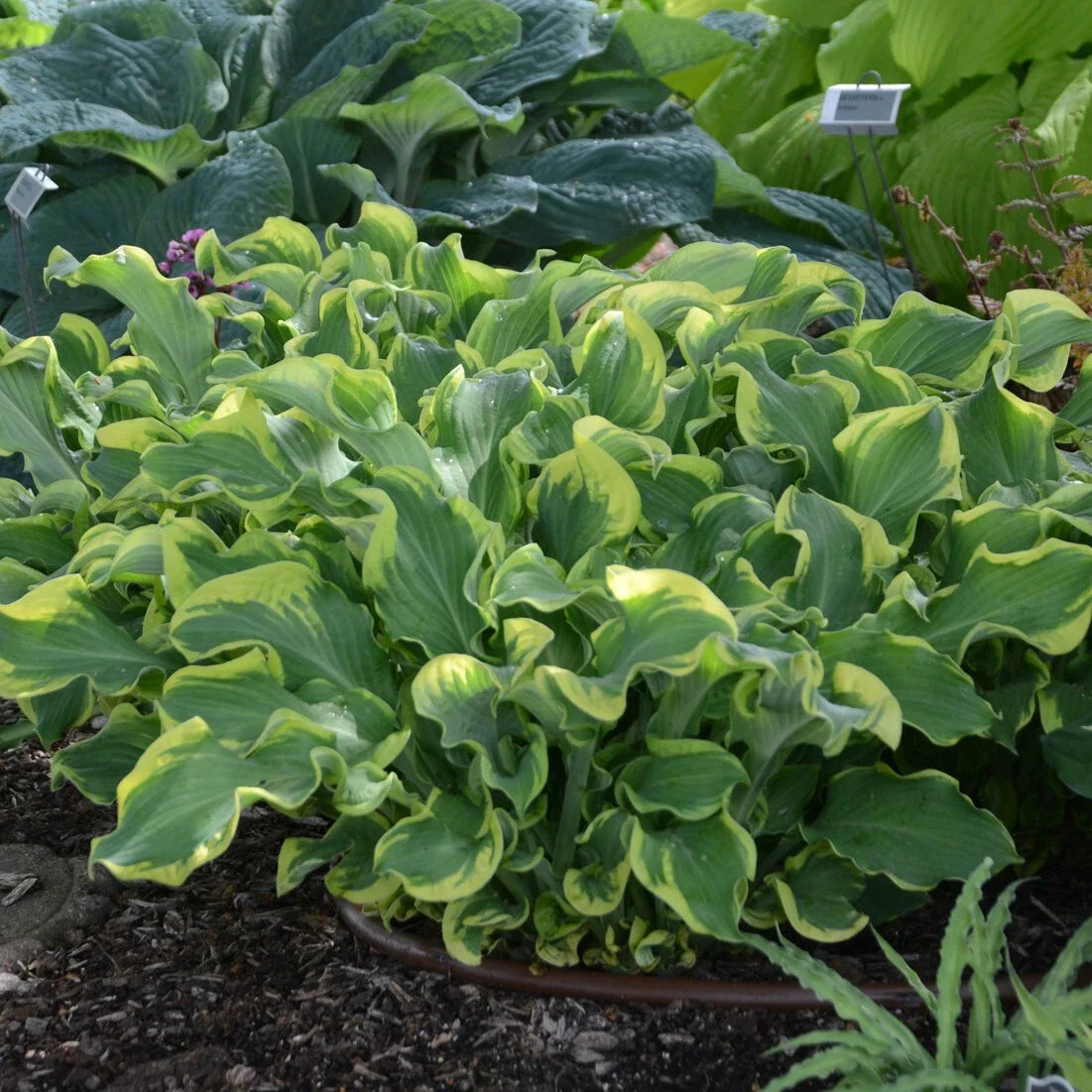 Hosta Plant in 5.25" Pot - Wheee! Variety - Perennial Shade Plant - Proven Winners - Well Rooted Hosta