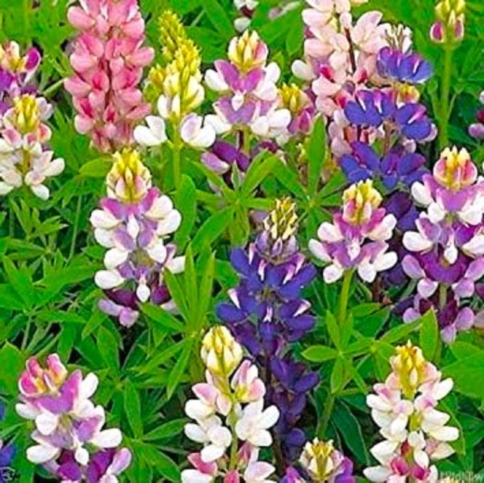 Dwarf Lupine Seeds Pixie Delight Mix - 80 Seeds - Colorful Wildflower Blend - Lupinus texensis