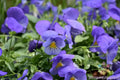 Cool Wave Blue Skies Pansy Seeds - 200+ Count - Viola - Ideal for Garden Planting - USA Grown