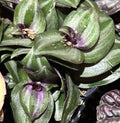 Succulent Tradescantia Zebrina 2-4" Live Wandering Jew Houseplant