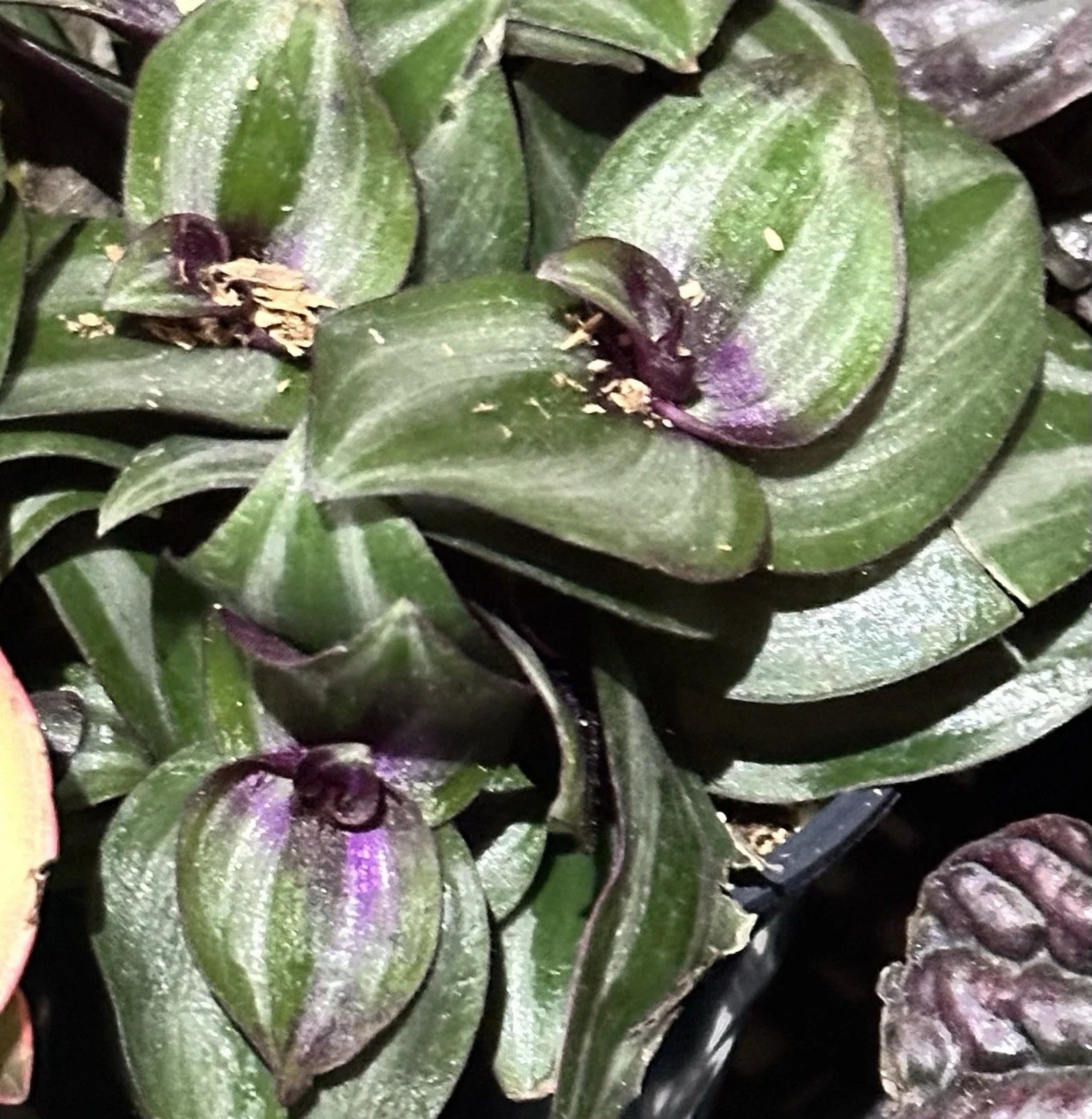 Succulent Tradescantia Zebrina 2-4" Live Wandering Jew Houseplant