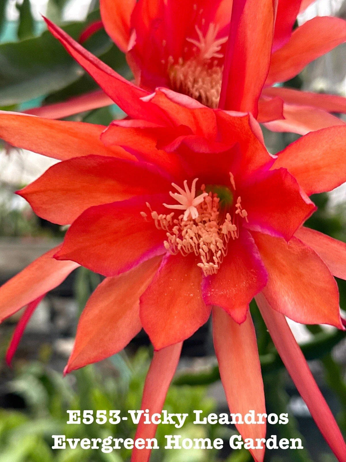 Epiphyllum Orchid Cactus “Vicky Leandros” 4” Starter Pot | Rooted Houseplant | Tropical Indoor Plant