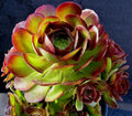RARE Aeonium DURANGO Succulent Cuttings - 2 Pieces, Unique Green Variety, Perfect for Plant Lovers