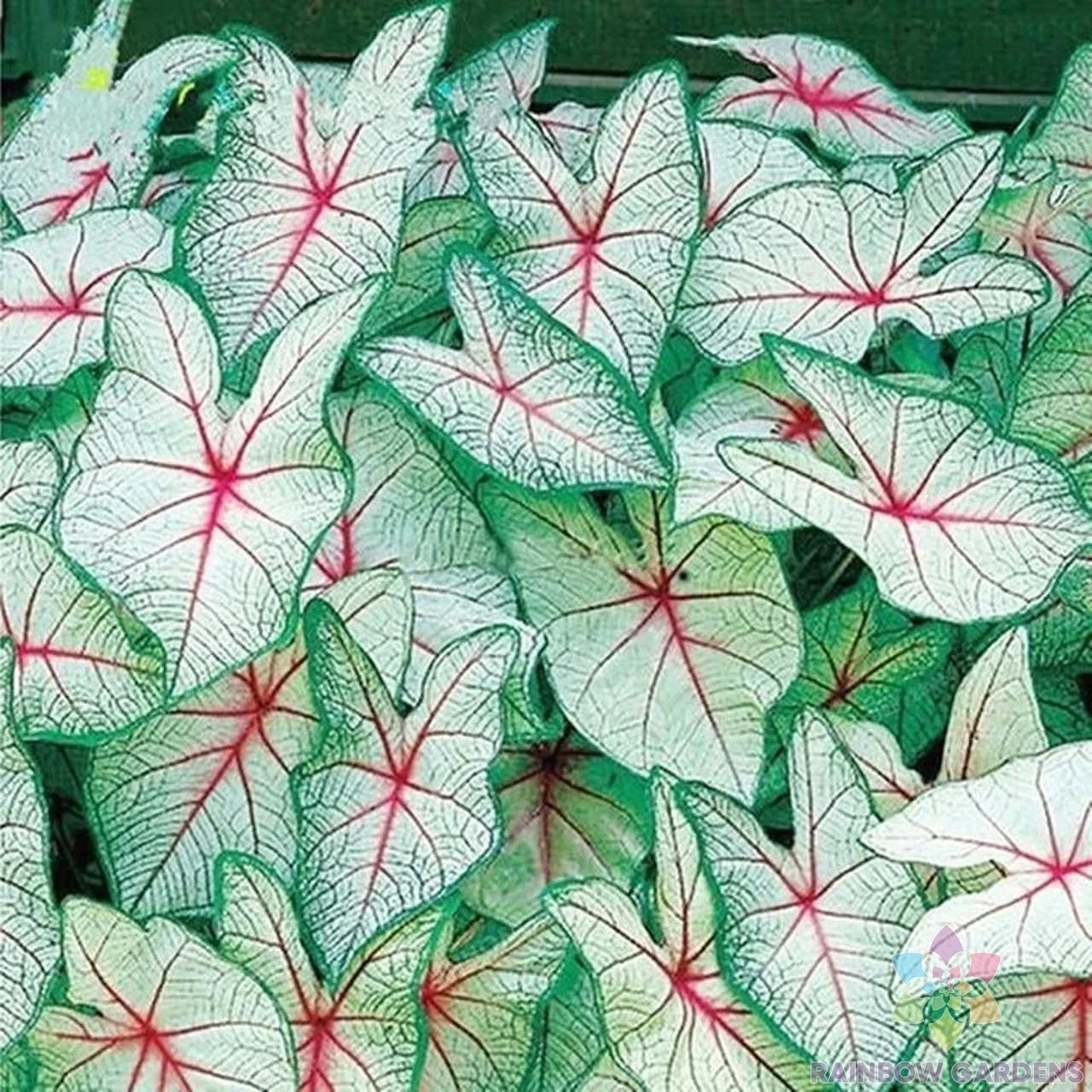 Coleus Seeds - 25+ Pack - Green White Red Varieties - Perfect for Garden Planting - Free Shipping in USA