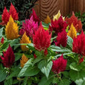 Kimono Celosia Seeds - 200 Organic Mix Variety - USA Grown, Free Shipping