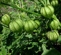 Tomatillo Seeds - 100+ Organic Mexican Husk Tomato (Physalis ixocarpa) - Heirloom Vegetable Seeds for Gardening