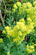 Foamy Meadowrue Seeds - 30 Pack - Hardy Perennial with Yellow Flowers - Thalictrum Isopyroides
