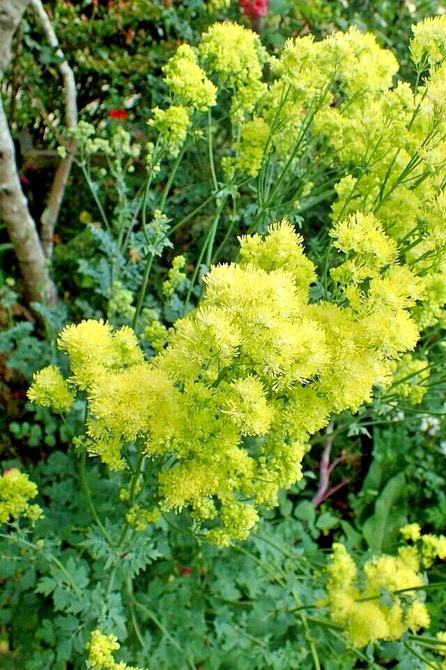 Foamy Meadowrue Seeds - 30 Pack - Hardy Perennial with Yellow Flowers - Thalictrum Isopyroides