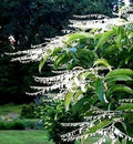 Lily of the Valley Sourwood Seeds - 100 Count | Honey Bee Tree | Oxydendrum arboreum