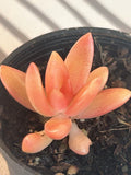 Coppertone Stonecrop Succulent Plant | Live Rooted Sedum nussbaumerianium | Colorful Low-Maintenance Ground Cover