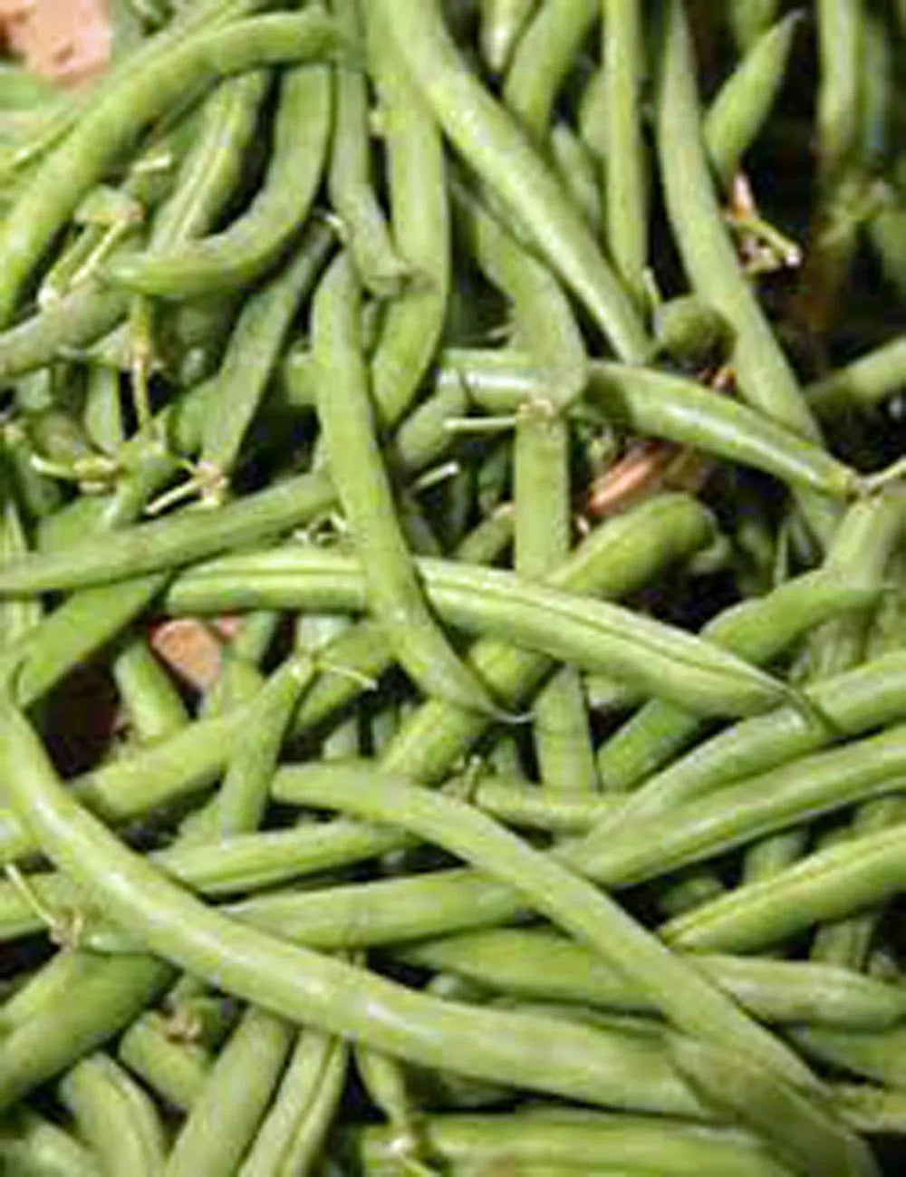 Stringless Green Bean Seeds 1 Ounce Non-GMO Organic Phaseolus vulgaris