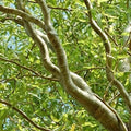 Corkscrew Willow Tree Cuttings - 2 Pack - Distinct Curling Leaves and Branches - Salix babylonica 'Tortuosa'