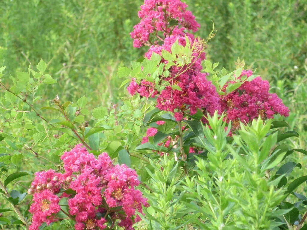 Crape Myrtle Flower Seeds - Pink, Purple, Red, White - Lagerstroemia indica
