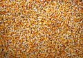Whole Kernel Corn 10 lbs Yellow Non-GMO Zea mays Grown in Iowa