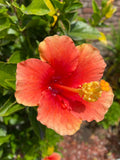 Hibiscus Cuttings 3 Pack Orange Starter for Rooting/Grafting, Quick Ship - Hibiscus rosa-sinensis