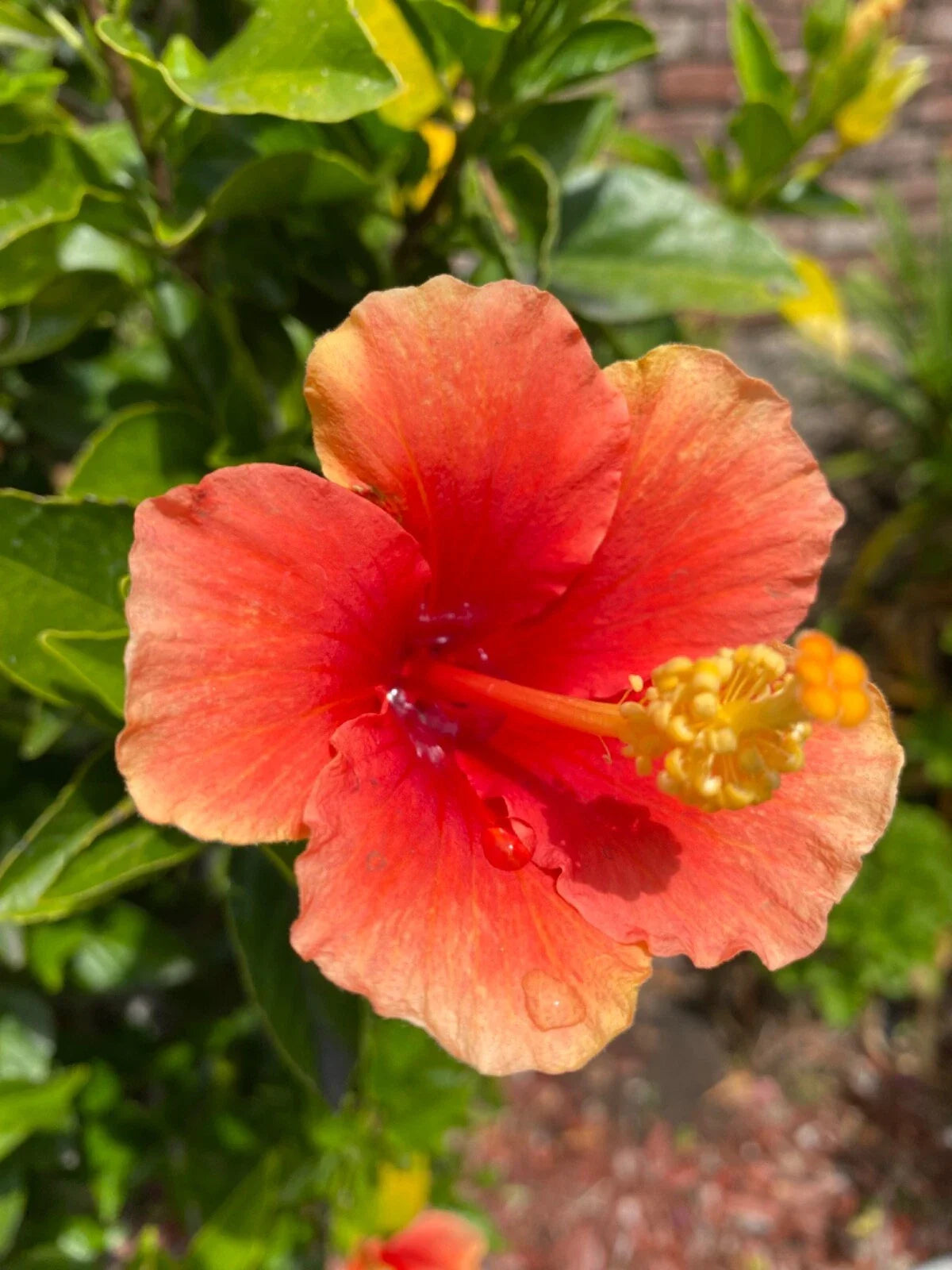Hibiscus Cuttings 3 Pack Orange Starter for Rooting/Grafting, Quick Ship - Hibiscus rosa-sinensis