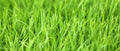 Winter Rye Seed 5 LBS - Cover Crop for Food Plot, Deer, Wildlife, Garden (Secale cereale)