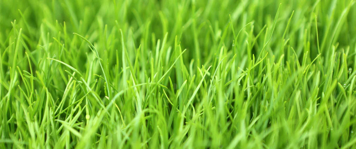 Winter Rye Seed 5 LBS - Cover Crop for Food Plot, Deer, Wildlife, Garden (Secale cereale)