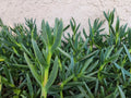 Live Ice Plant Cuttings 48 x for Rooting and Backyard Ground Cover (Delosperma spp.)