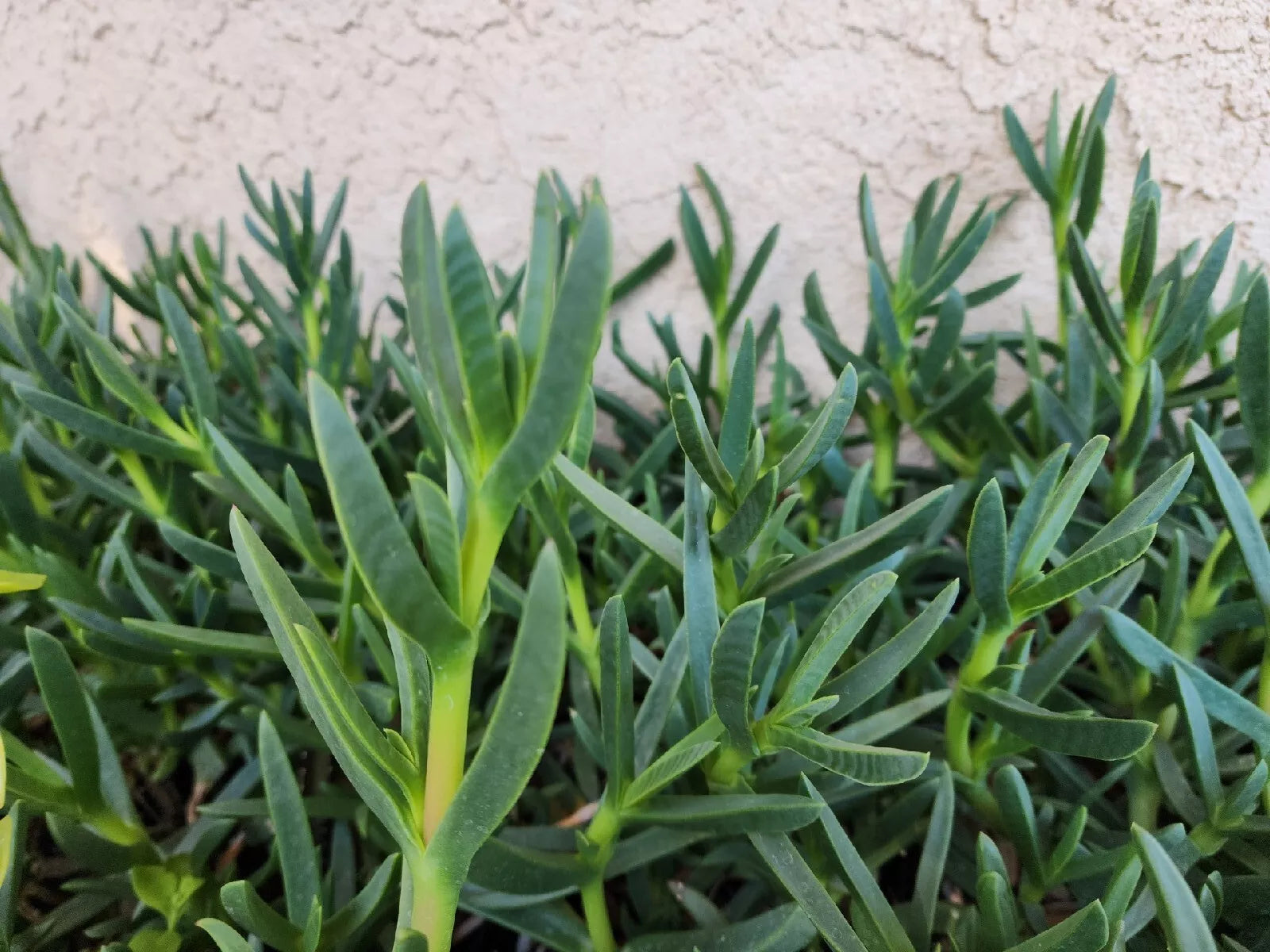 Live Ice Plant Cuttings 48 x for Rooting and Backyard Ground Cover (Delosperma spp.)