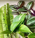 Rooted Plant Cuttings Set - 30 Fern, Pothos, Wandering Jew - Easy Care Indoor Plants for Home Decor