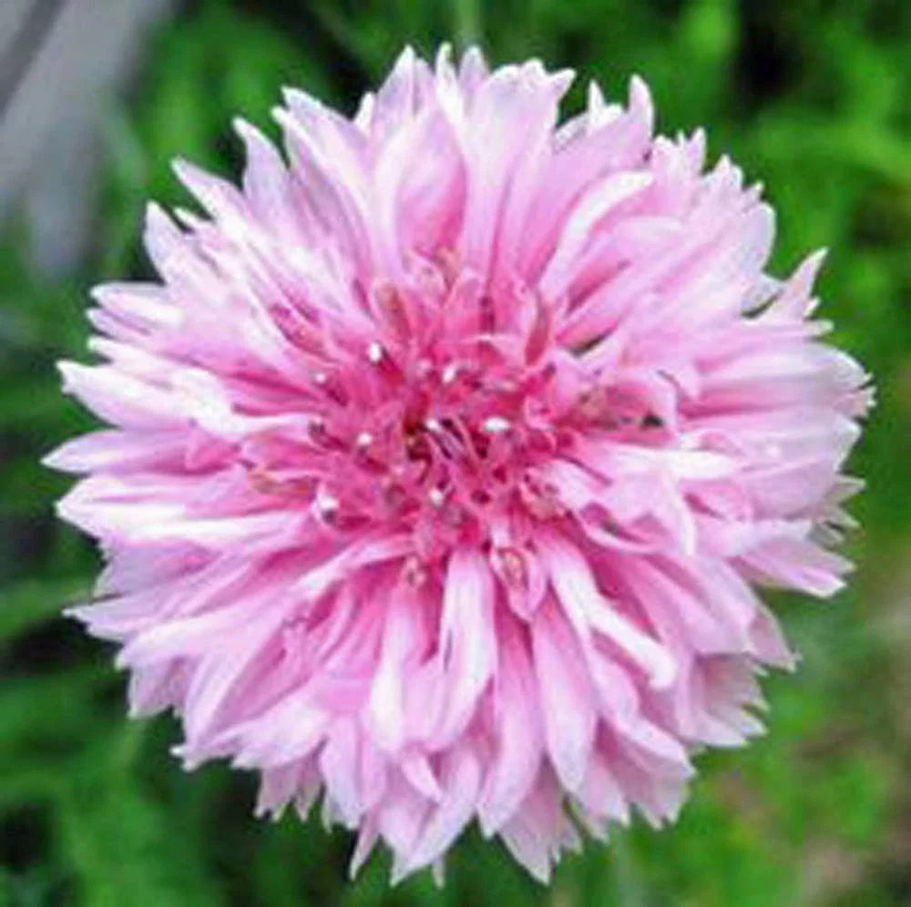 Bachelor Button Seeds, 1000 Count, Tall Pink Variety, Centaurea cyanus, Beautiful Bright Blooms for Gardens