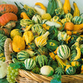 Small Ornamental Gourd Seeds Mix | Decorative Fall Autumn Winter Squash | 2025