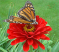 Zinnia Seeds - 150 Cherry Queen Dark Red Double - Zinnia elegans - USA GroCo - Buy 15, Ships Free