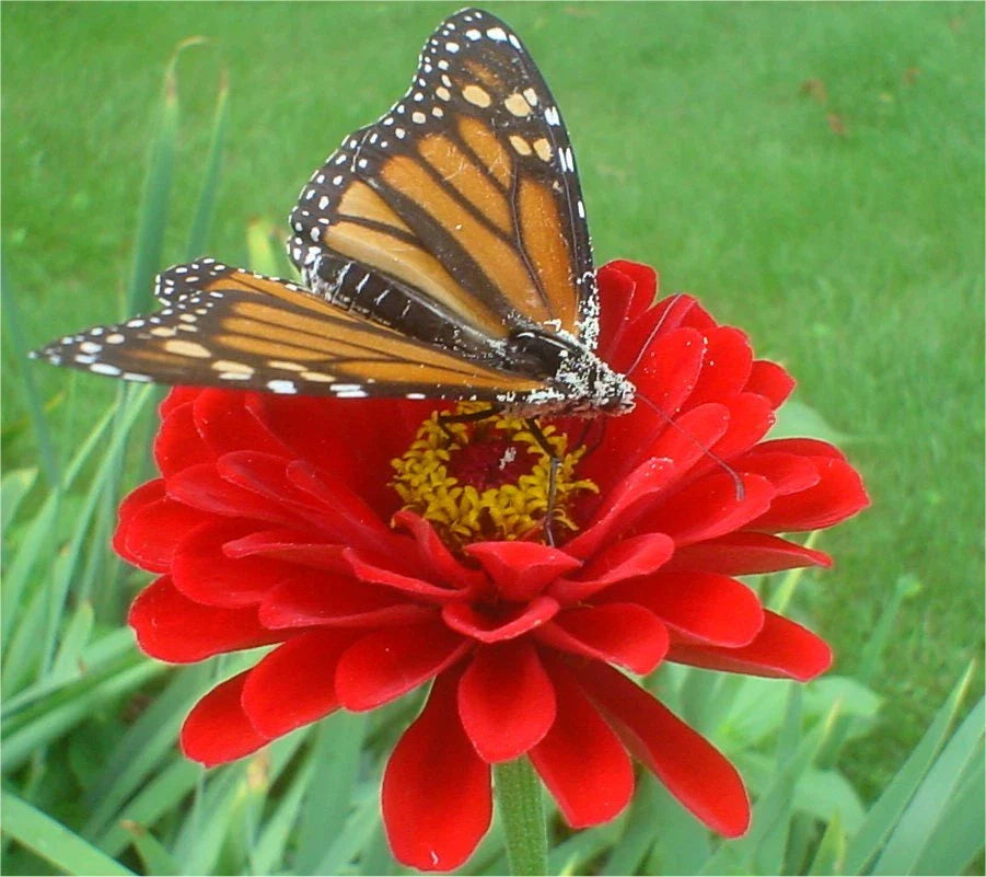 Zinnia Seeds - 150 Cherry Queen Dark Red Double - Zinnia elegans - USA GroCo - Buy 15, Ships Free