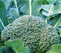 Broccoli Seeds 300+ Non-GMO De Cicco Variety for Home Gardening - Brassica oleracea